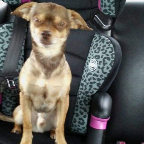 Meet your Posher, Katt anne - Picture 3 of 3